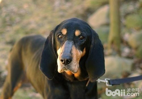 犬水腦癥的發病原因