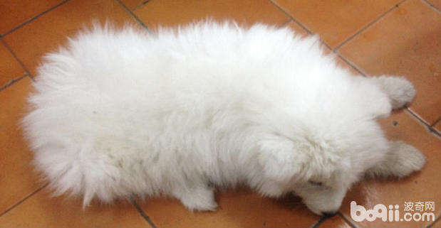 薩摩犬的口腔異物處置辦法