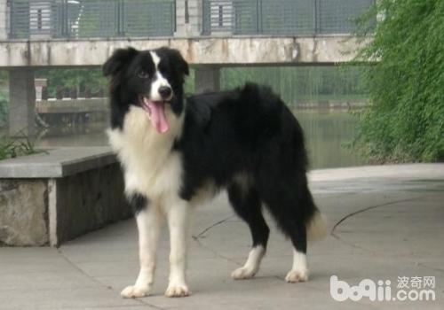 如何治療犬眼蟲病