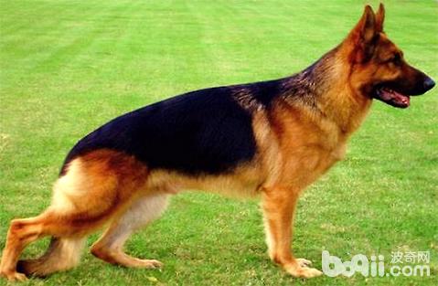 德國牧羊犬怎么訓練？德國牧羊犬訓練