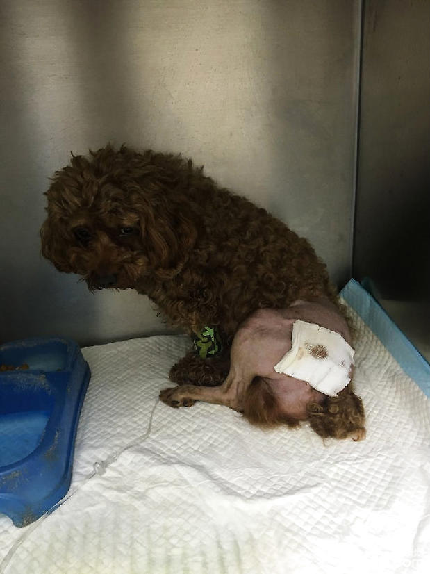 犬化膿創感染的治療