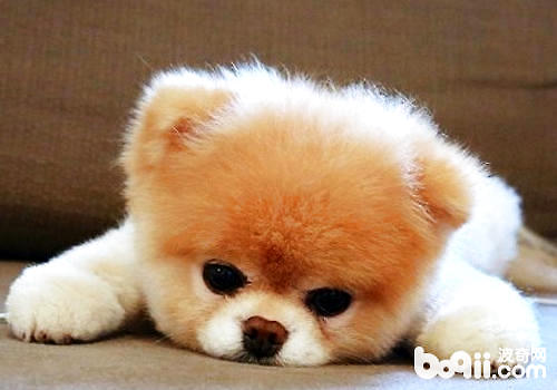 <a href=/zhonglei/gou/ target=_blank class=infotextkey>狗</a>狗最常見的十種疾病