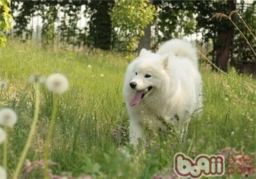 狂犬病重在預防