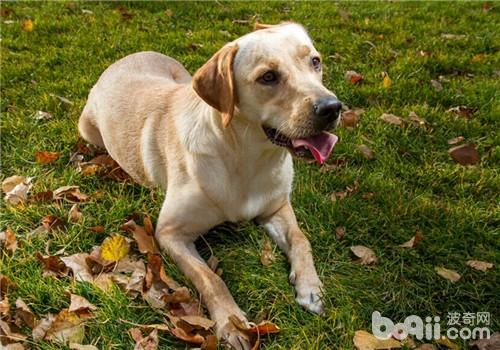 犬冠狀病毒的流行病學及病理變化