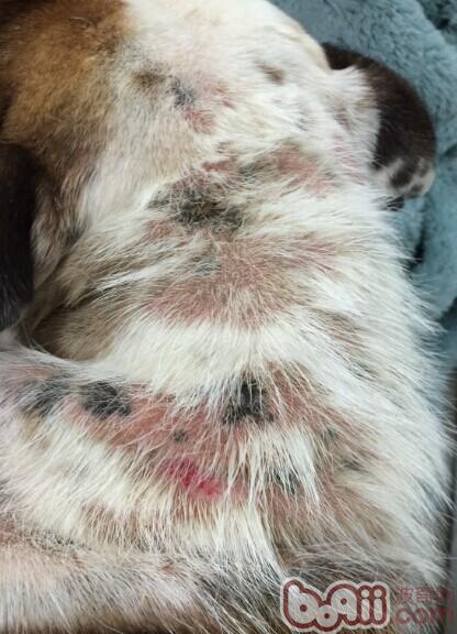 犬疥螨和真菌混合感染性皮膚病