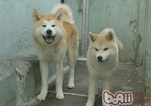 秋田犬流產的原因分析