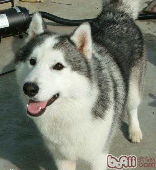 狗狗趾間炎怎么治療