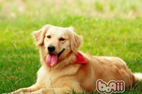 狗狗乳腺炎簡介