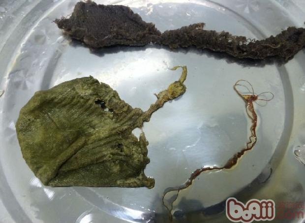 犬異物性腸道阻塞的治療