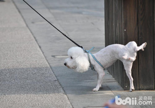 怎樣訓練<a href=/zhonglei/gou/ target=_blank class=infotextkey>狗</a>狗定點排尿