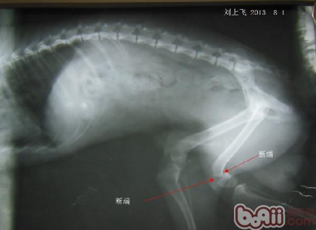 一例犬股骨遠端骨折案例分析