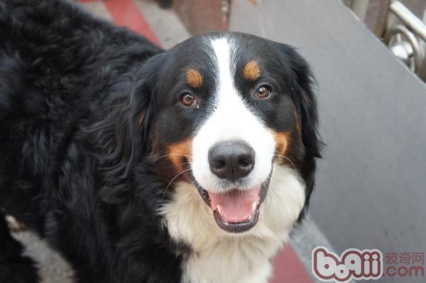 伯恩山犬的訓練方法