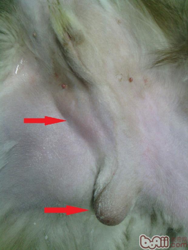 一例犬隱睪的手術治療