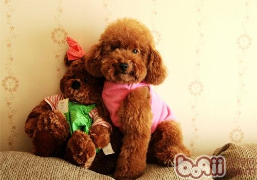 犬擴張型心肌病