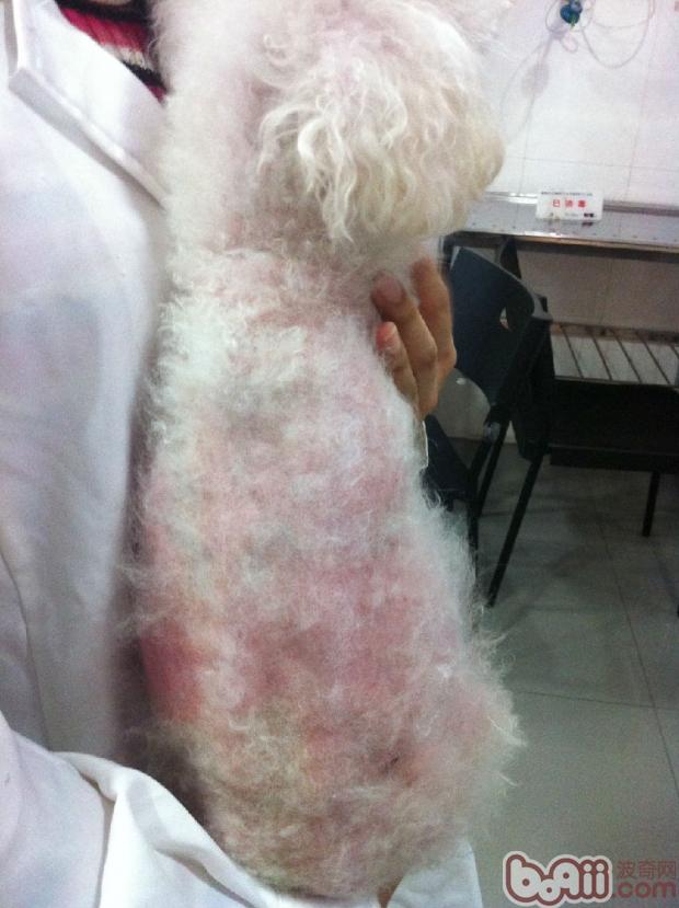 這是“奇怪”的皮膚病？——犬的庫興氏綜合癥