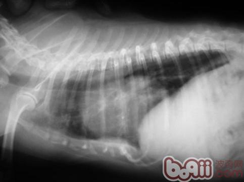 堅持治療，心臟病患犬也有春天