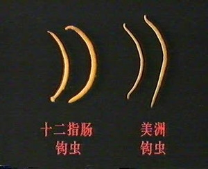 春季小狗易患哪些寄生蟲？