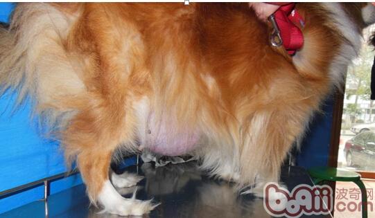 犬乳腺腫瘤的防治方法