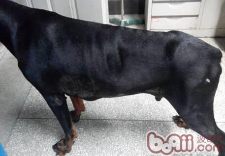 一例杜賓犬的胸腔積液的病例分析