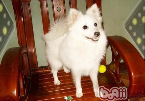 狗狗吃什么吐什么怎么辦
