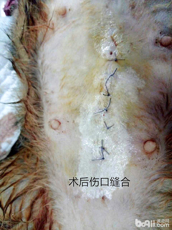 犬幾種病例的傷口處理