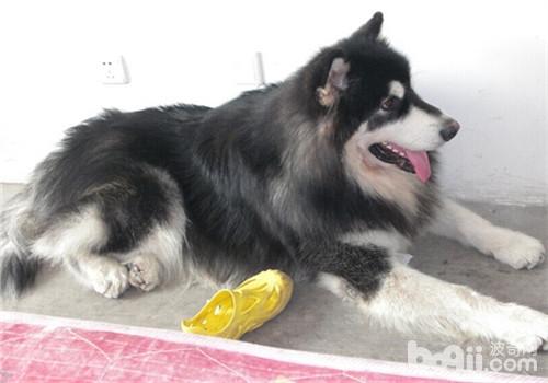 犬產褥痙攣的病因及癥狀