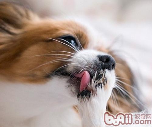 <a href=/zhonglei/gou/ target=_blank class=infotextkey>狗</a>狗舔舐性肉芽腫的原因及治療