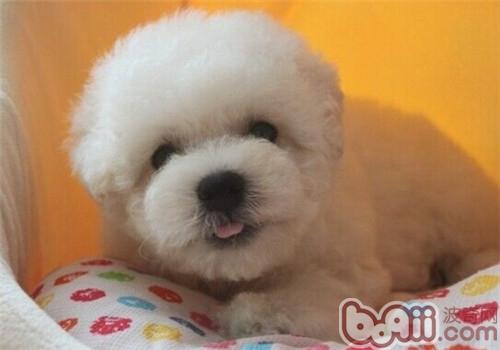 如何區分比熊犬的耳垢和耳螨