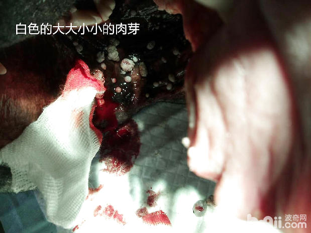 犬的口腔肉芽切除手術
