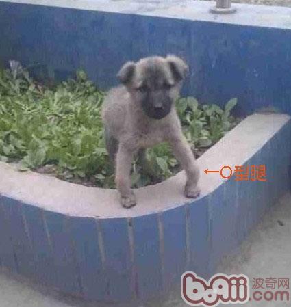 狗狗缺鈣了怎么辦