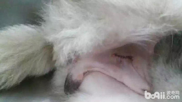 一例哈士奇隱睪的病例分析
