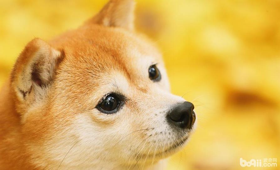 柴犬毛色發白的原因是什么，如何可以加深柴犬的毛色