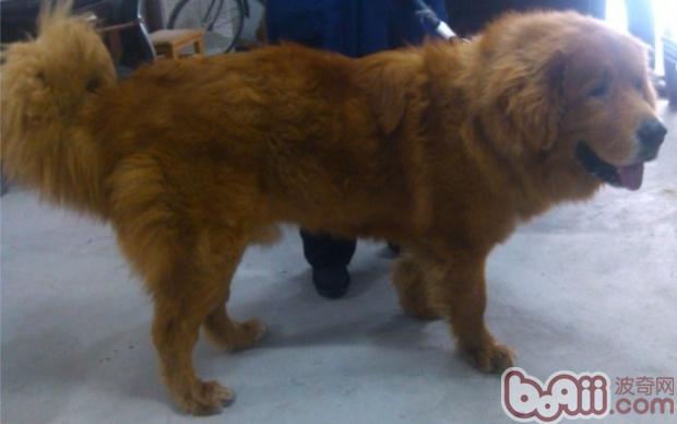 犬瘟熱的防治