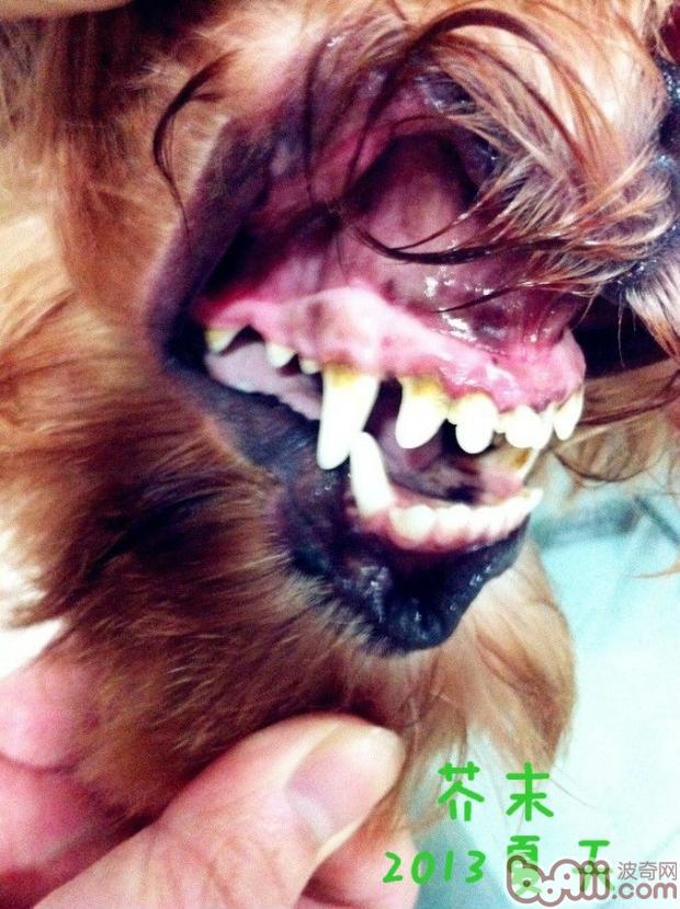 簡介常見的犬類牙科問題
