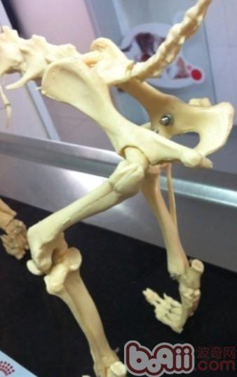 淺談犬的髖關節發育異常的治療