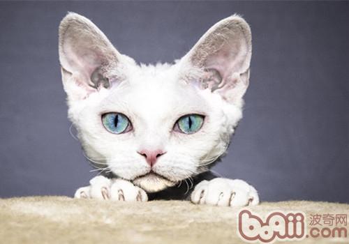 3個飼養誤區有害貓咪健康