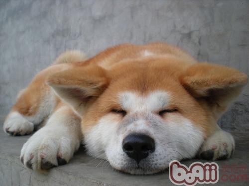 為秋田犬剪毛的小技巧