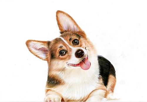 <a href=/zhonglei/gou/ target=_blank class=infotextkey>狗</a>狗不吃東西的原因有哪些？狗狗不吃東西怎么治療？