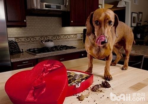 犬食物中毒怎么辦