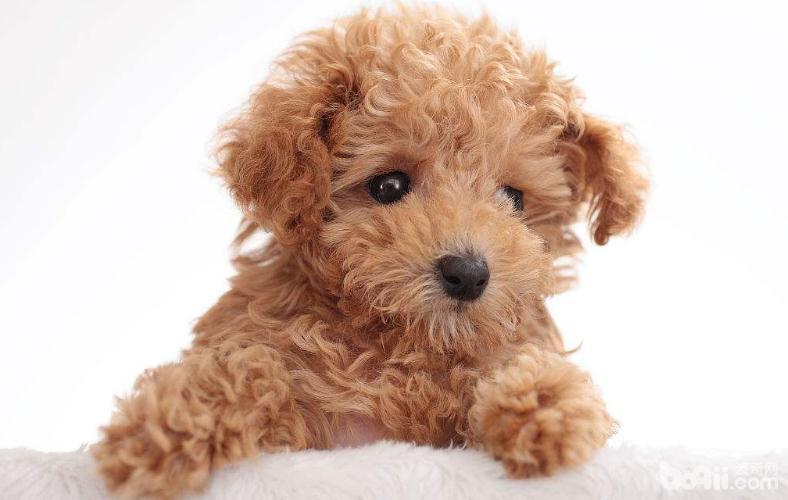 貴賓犬毛發稀疏怎么辦？
