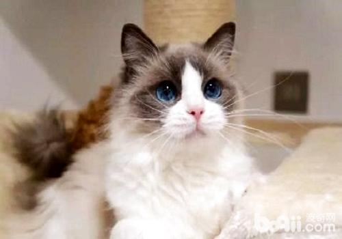 布偶貓多少錢一只？布偶貓飼養注意事項？
