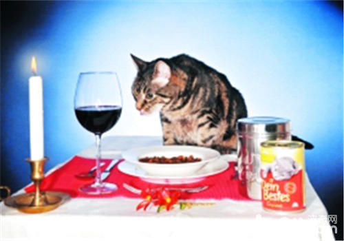 貓咪厭食不吃東西怎么辦？