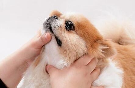 狗狗生病不吃藥，狗狗生病不吃藥怎么解決？