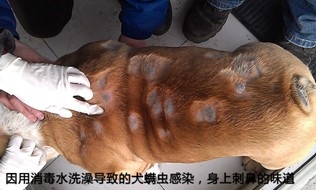 造成狗狗有體味的4大原因