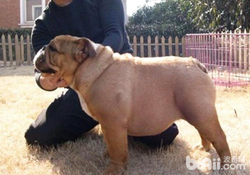 配種母犬同樣很重要