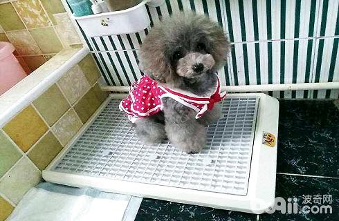 新手小白怎么教狗狗如廁？訓練狗狗上廁所？