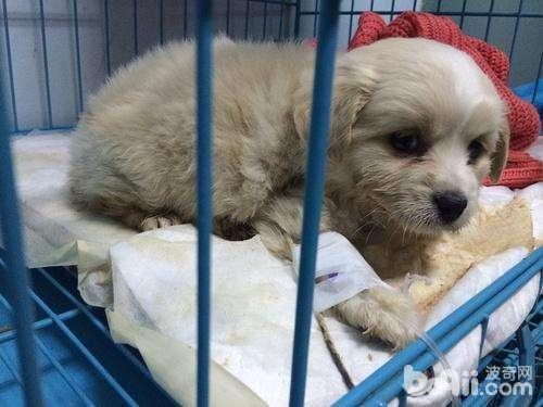 狗狗發燒有什么癥狀？狗狗發燒用什么藥