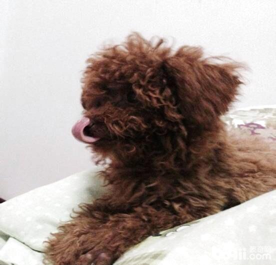 犬慢性腎功能衰竭的診療體會