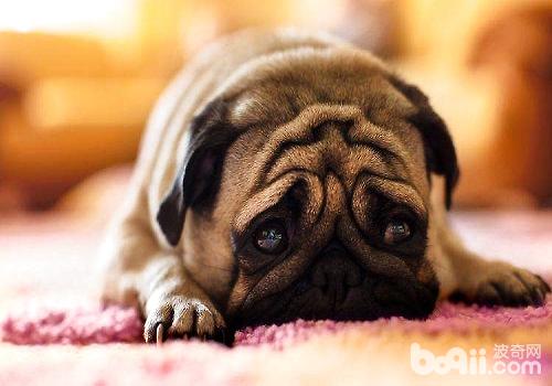 為什么狗狗夏季感染細小犬瘟的幾率比較大？