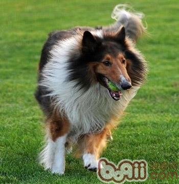 怎么訓練蘇格蘭牧羊犬的膽量